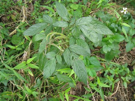 大赦草|避邪草是什麼？常見6種「避邪植物」介紹，趨吉避凶。